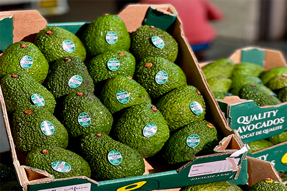 Avocado fruit importer in India